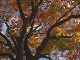 Осень в Саппоро (Япония)