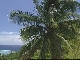 Cook Islands Landscape (クック諸島)