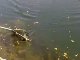 Рыбалка на Купе (Хорватия)