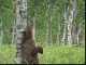 Камчатский бурый медведь (Россия)