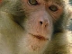 Rhesus Monkeys Nature Reserve (China)