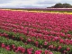 Тюльпаны Тасмании (Австралия)