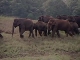 Дикие слоны (Индия)