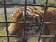 Зоопарки Беппу (Япония)