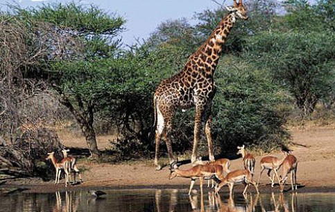 ЮАР — страна захватывающих контрастов, удивительных чудес, богатой дикой природы, которая завораживает туристов своими красотами.