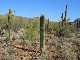 Arizona-Sonora Desert Museum (United States)