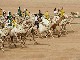 Бедуинские гонки на верблюдах (Египет)
