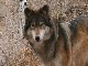 Колорадский Волк и Центр дикой природы  (Соединённые Штаты Америки)