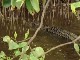 Крокодилы реки Дейнтри (Австралия)