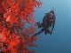Diving in Whitsundays (澳大利亚)