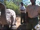 Кормление слонов в Баффелсдрифт Гейм (Южная Африка)