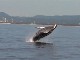 Gold Coast Whale Watching (Australia)