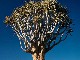 Колчанное дерево в Китмансхупе  (Намибия)