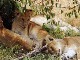 Семья львов в Масаи-Мара (Кения)