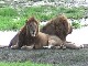 Lions of the Ngorongoro (Tanzania)