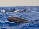 Остров Пику, наблюдение за китами (Португалия)