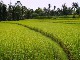 Рисовые поля в Убуде (Индонезия)