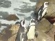 Колония пингвинов Стони Поинт (Южная Африка)