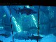 Two Oceans Aquarium (South Africa)