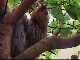 Ленивец Гоффмана в Национальном Парке Корковадо (Коста-Рика)