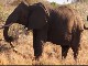 Wild Elephants in Meru Park (Kenya)